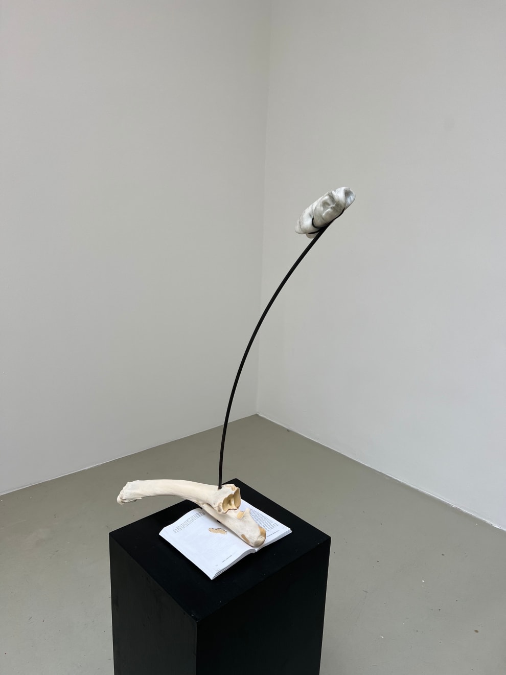 Catalina Ouyang, The Passion, 2021