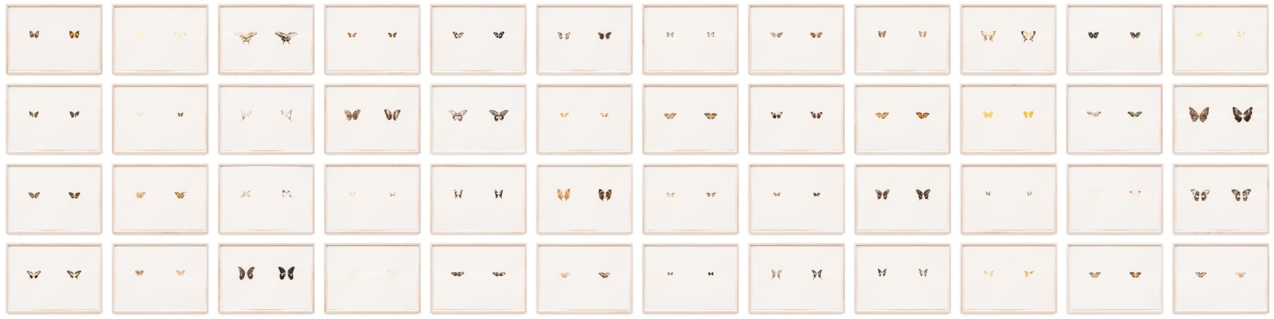 Maximilian Prüfer, Butterfly Prints (48 pieces), 2013 - 2016