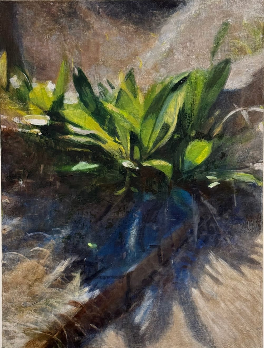 Katherine Taylor, Aspidistra, 2025