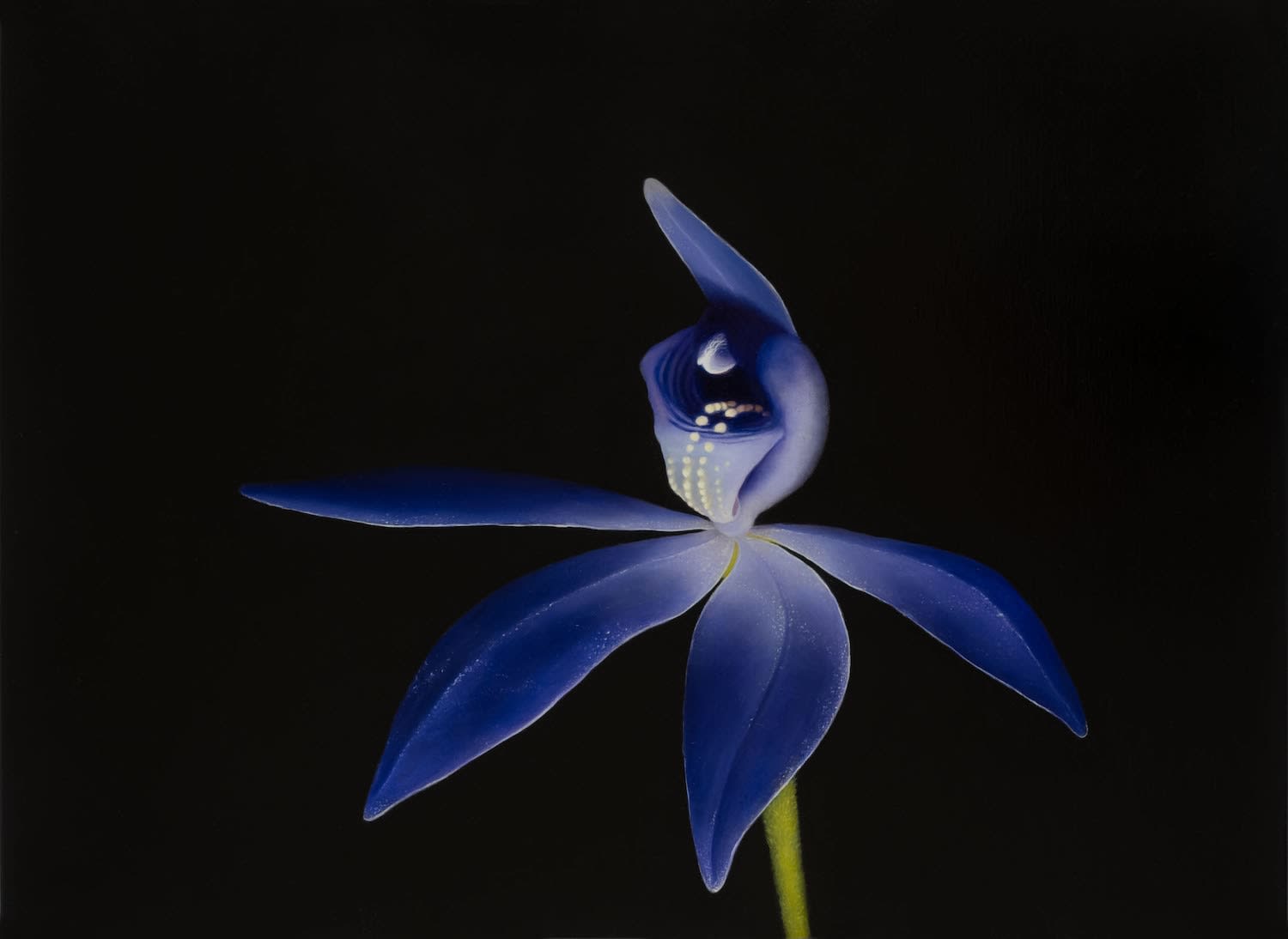 Camilla Tadich, Eastern Blue Fairies (Caladenia caerulea)