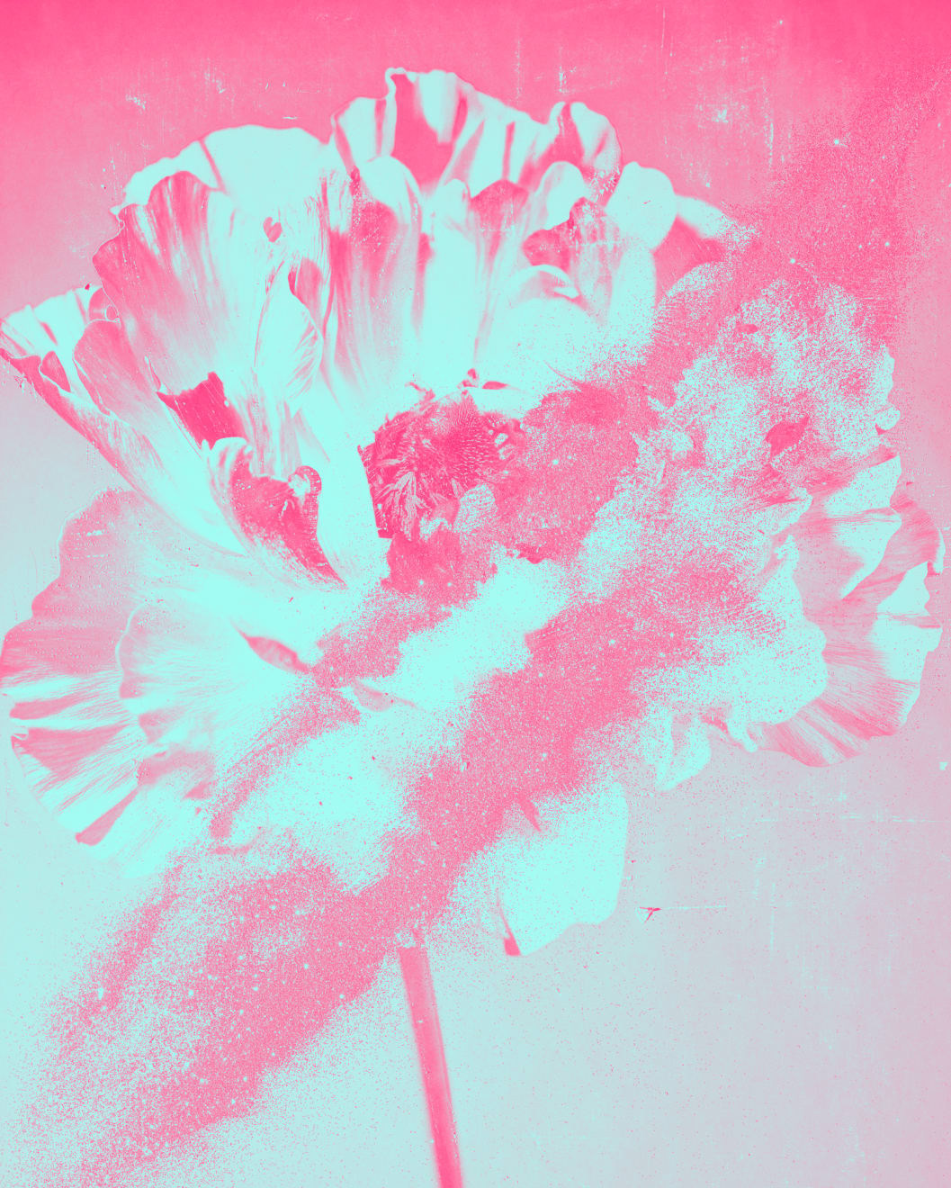 Mauren Brodbeck, Anima Flora, 2021