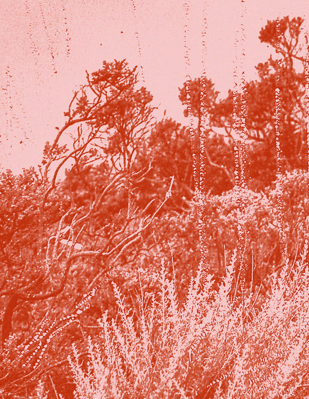 Mauren Brodbeck, Pink Agitation, 2021
