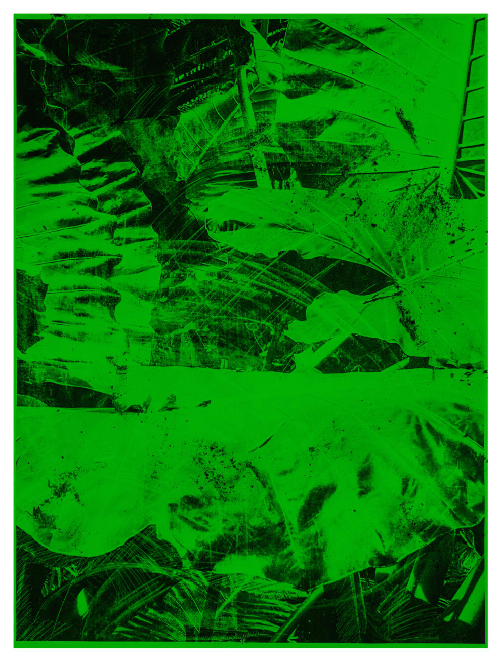 Mauren Brodbeck, Leafs 03, 2019