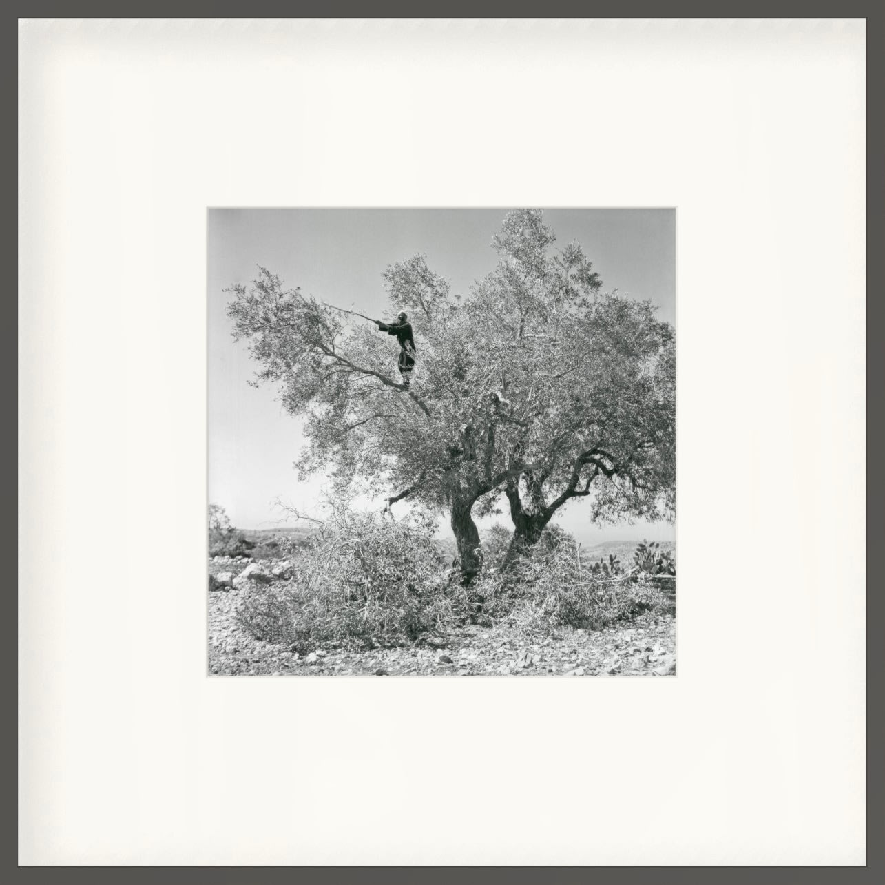 Micha Bar-Am, Olive harvest, Kisra, 1958