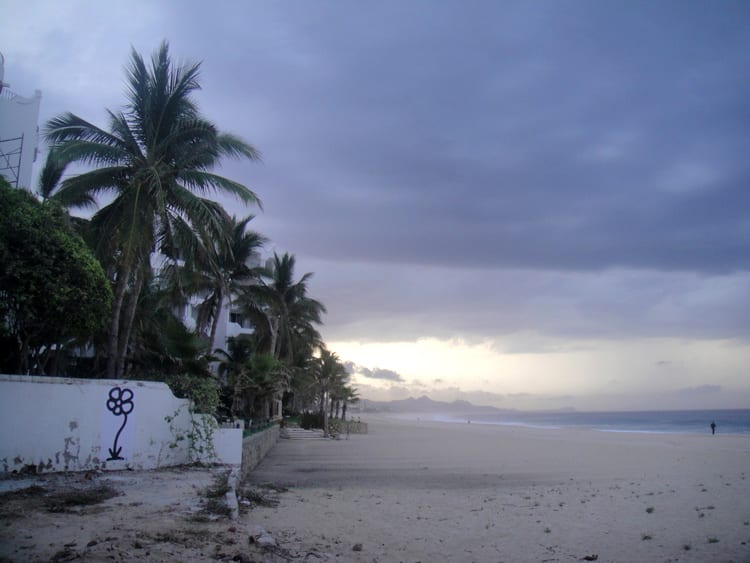 Michael De Feo, Flower (Cabo San Lucas, Mexico), 2013