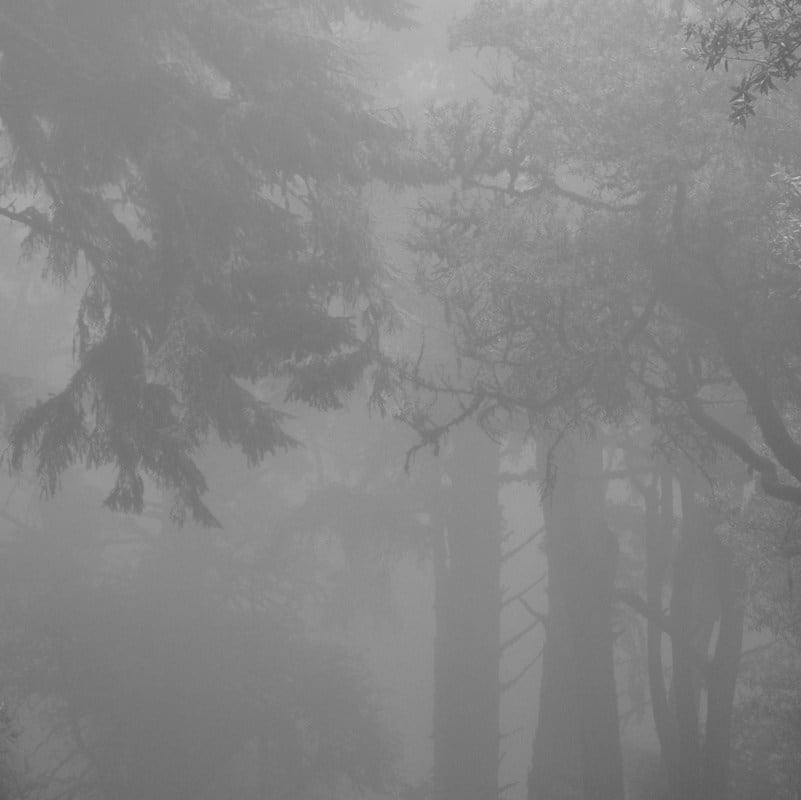 Miya Ando, Foggy Forest - hwy 1, 2014