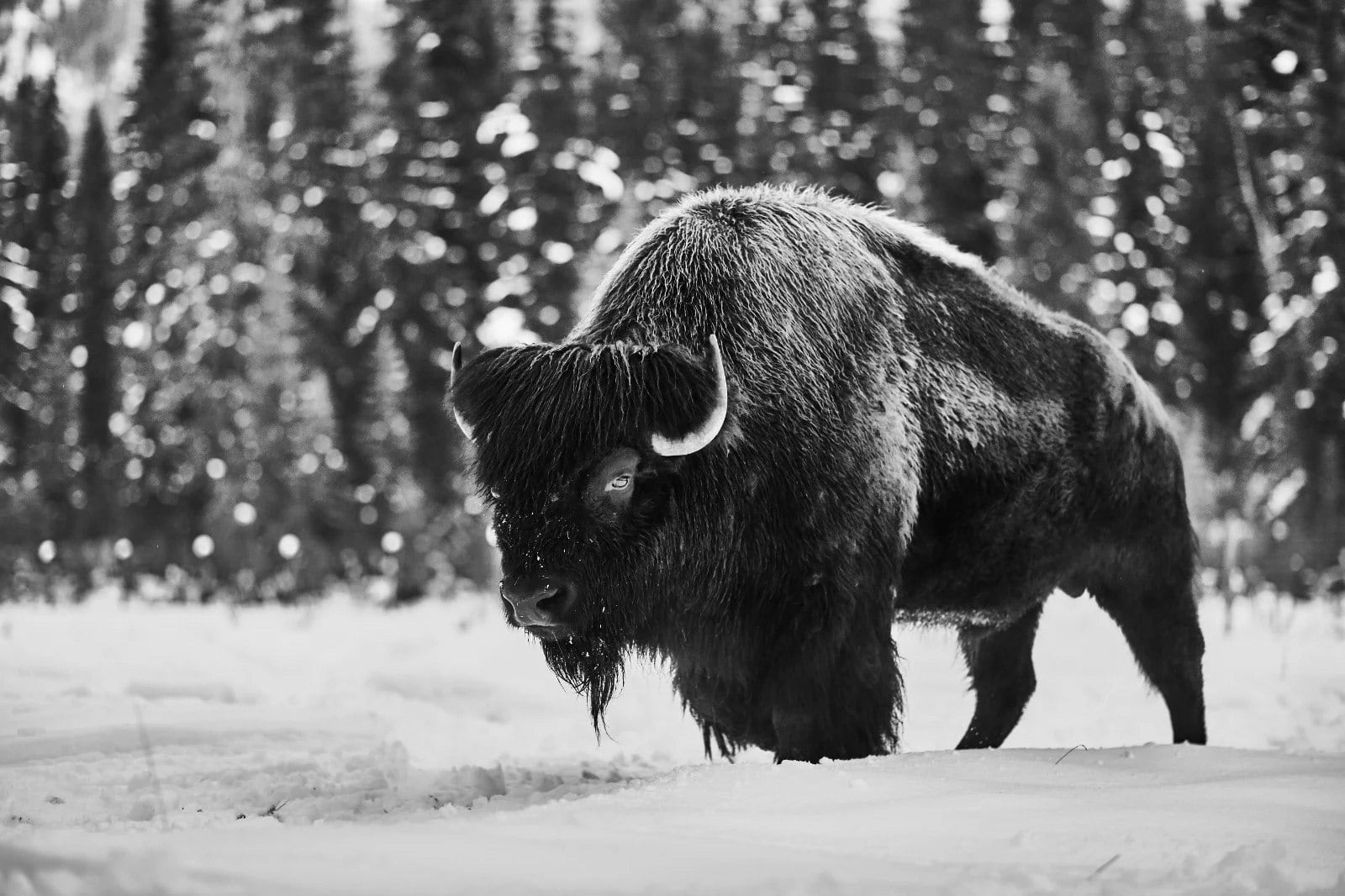 Amanda Rica Taylor, Tatanka II, 2019