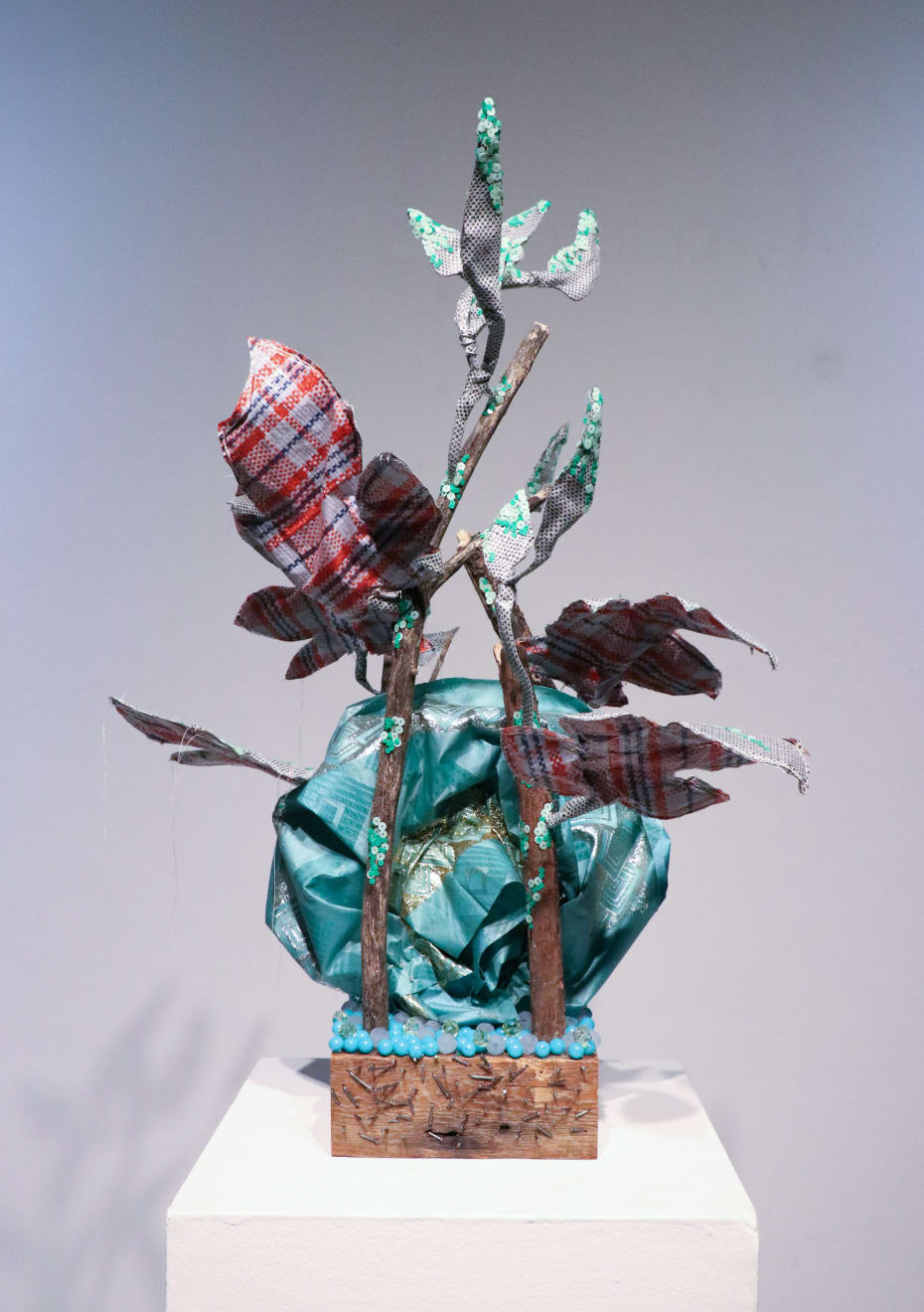 Layo Bright, Abelmoschus esculentus (Okra), 2020