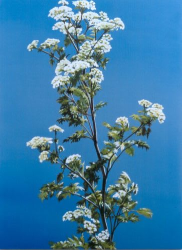 Davis/Langlois, Hemlock, 2002