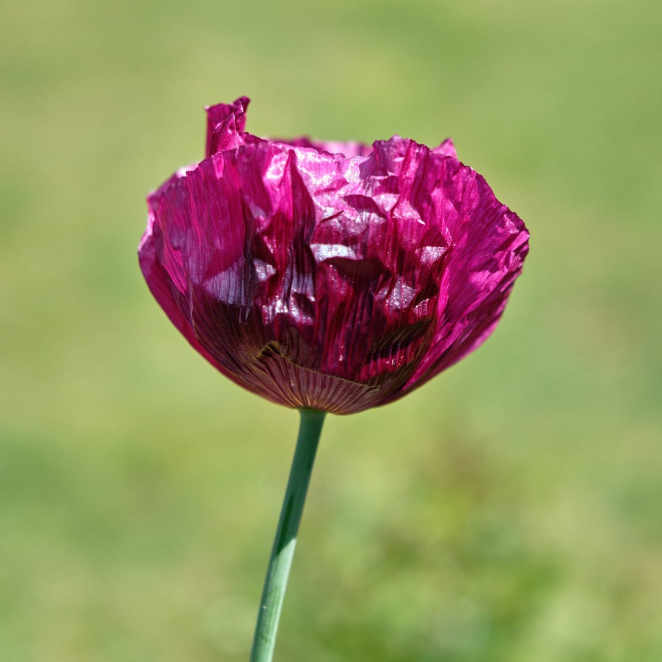 Murray Laidlaw, Poppy, 2018