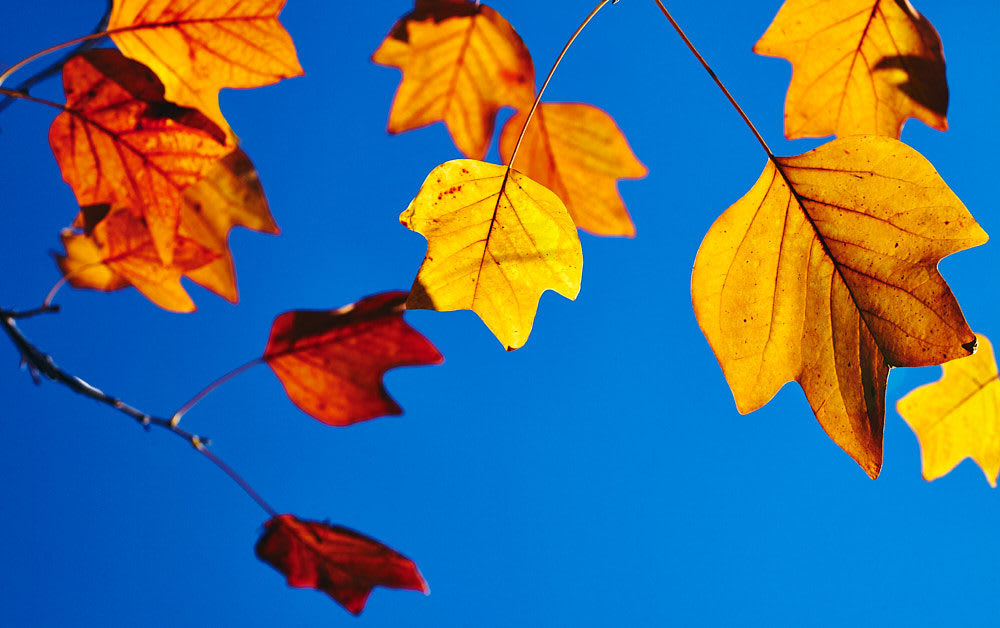 Murray Laidlaw, Autumn Leaves, 2024