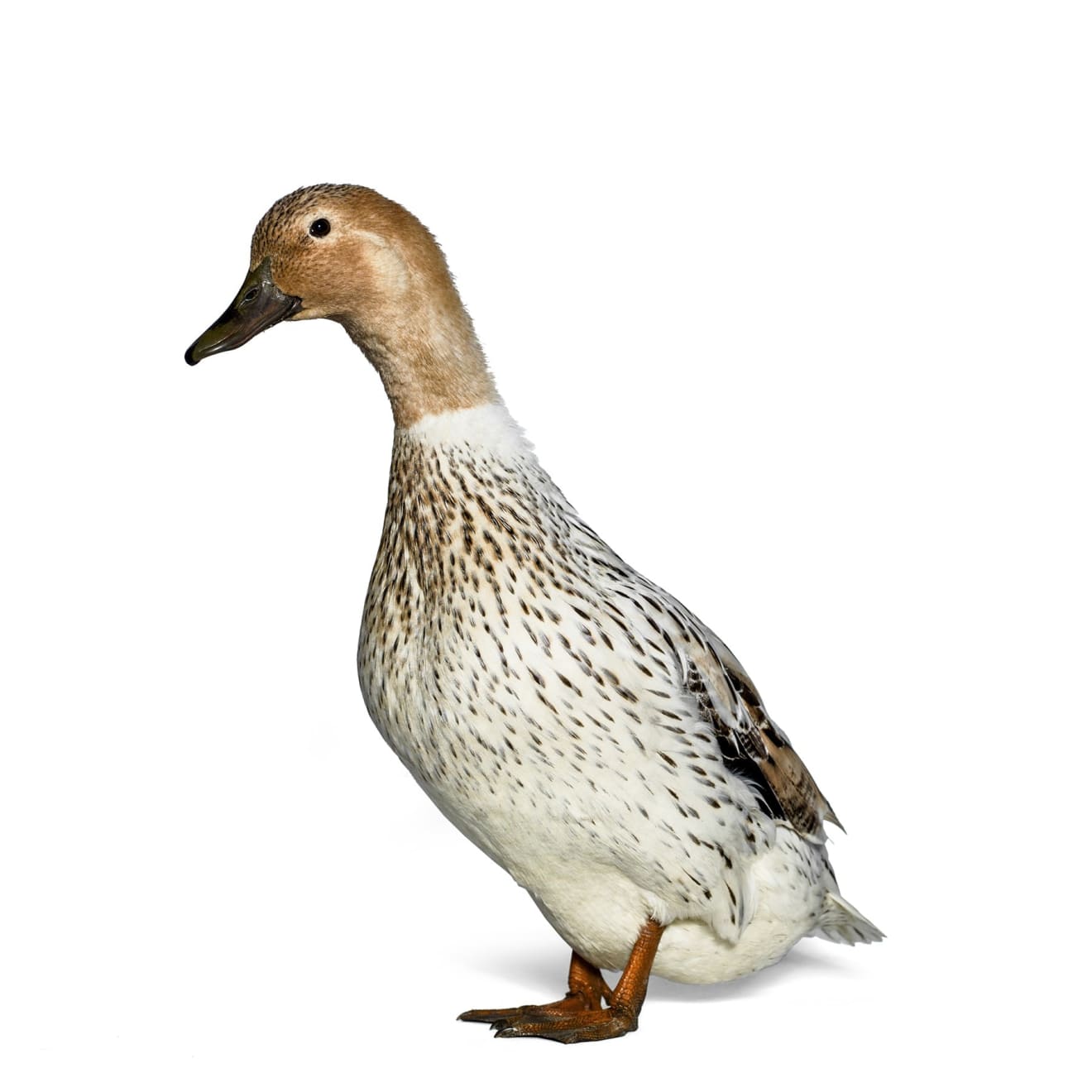 Murray Laidlaw, Standing Duck, 2015