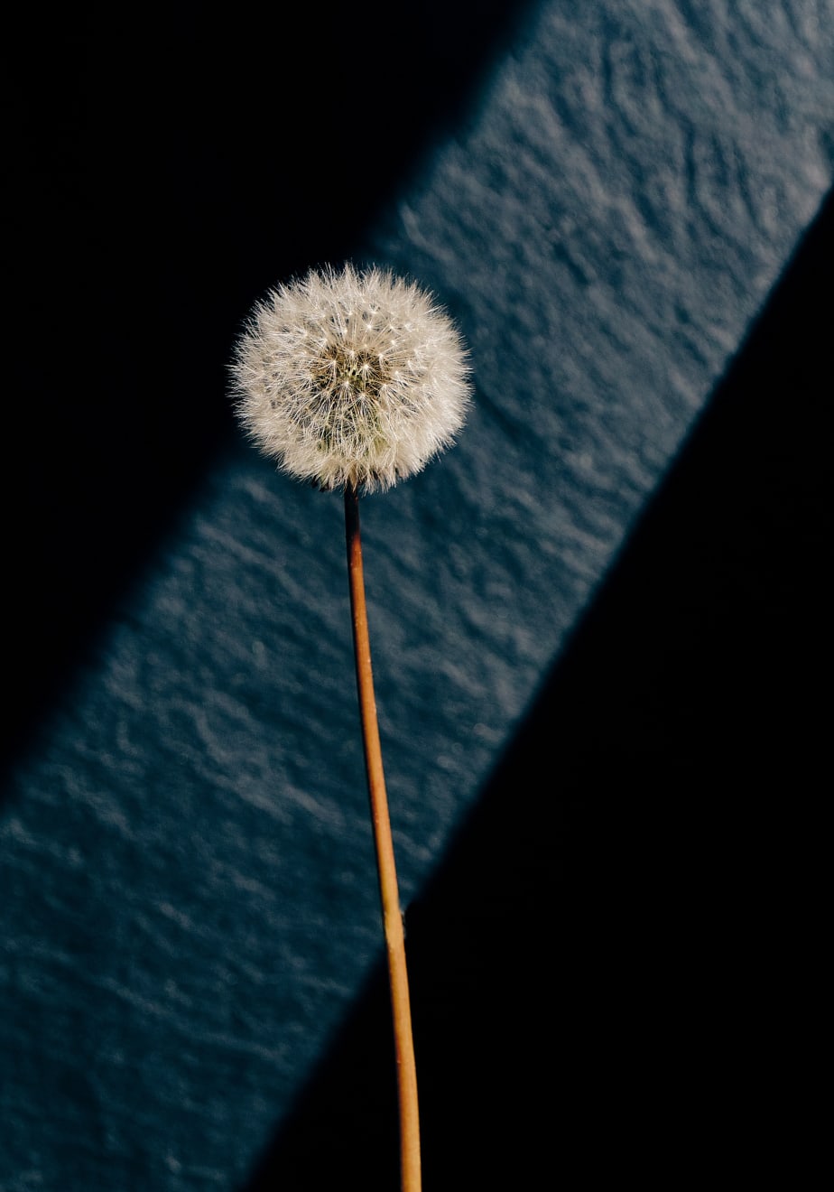 Murray Laidlaw, Dandelion II, 2019