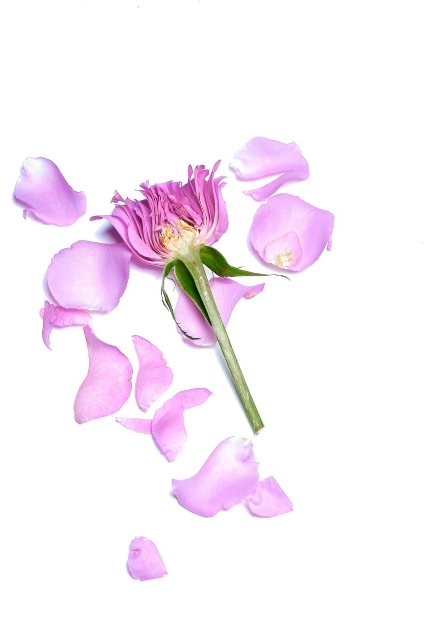 Murray Laidlaw, Rose A, 2019