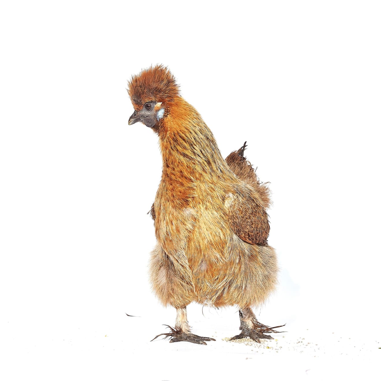 Murray Laidlaw, Little Brown Hen, 2018