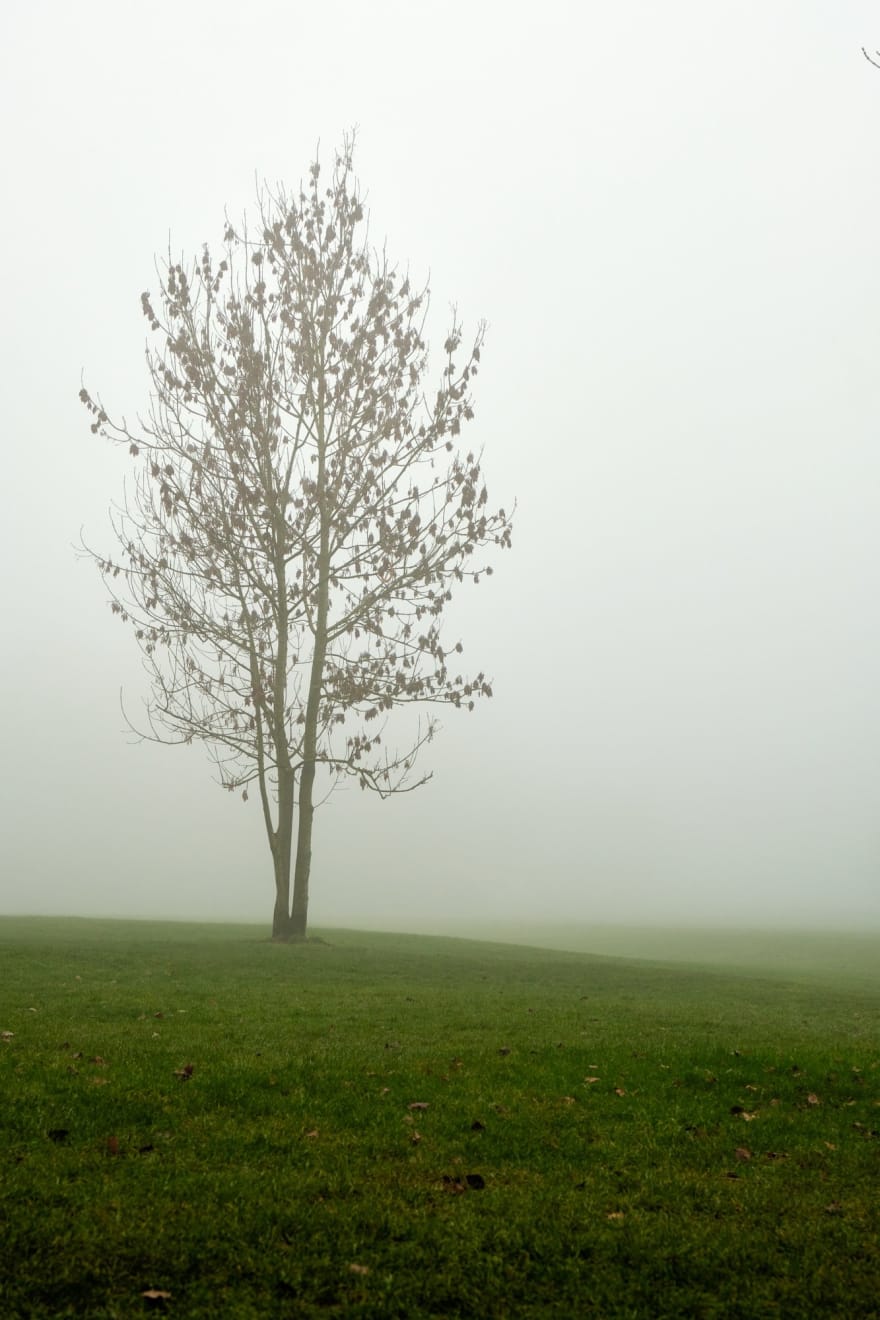 Murray Laidlaw, In the morning mist, 2019