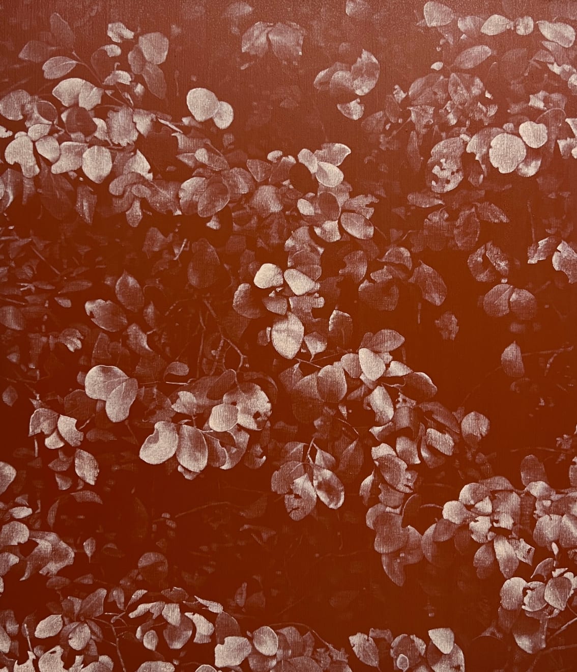 Peter Eastman, Bloukrans pink light, 2025