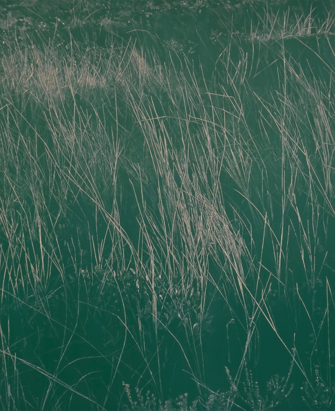 Peter Eastman, Robberg pink light, 2025