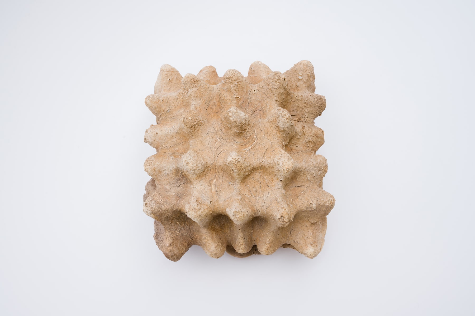 Keita Matsunaga, Cocoon, 2021