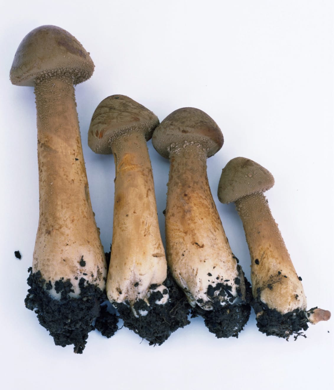 Takashi Homma, Mushroom from the forest #11, 2011