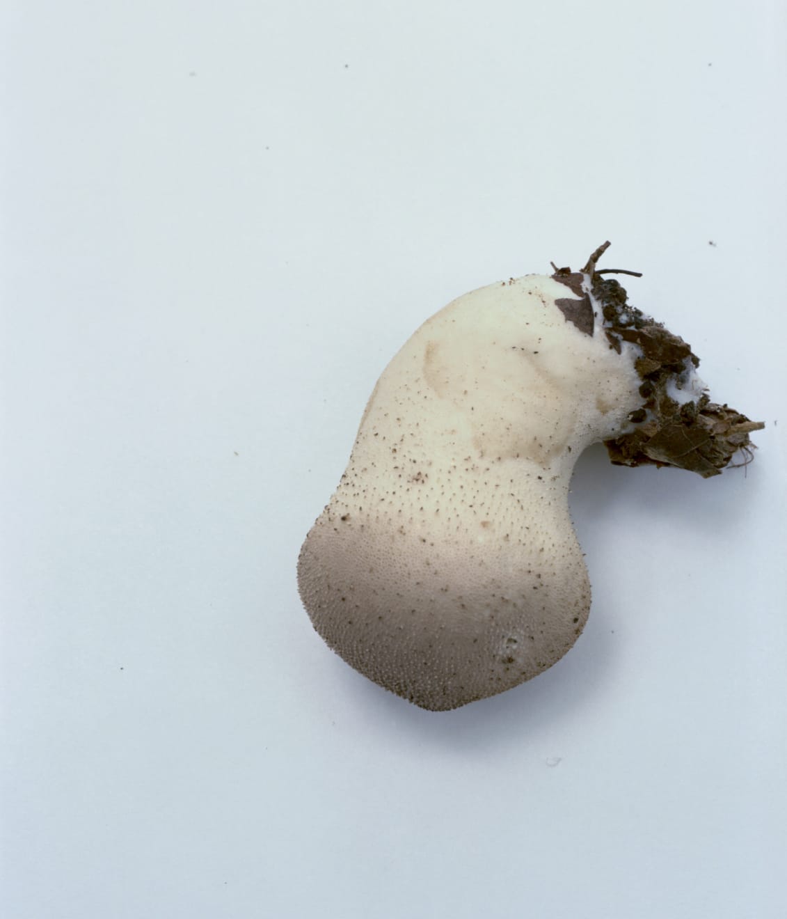 Takashi Homma, Mushroom from the forest #24, 2011