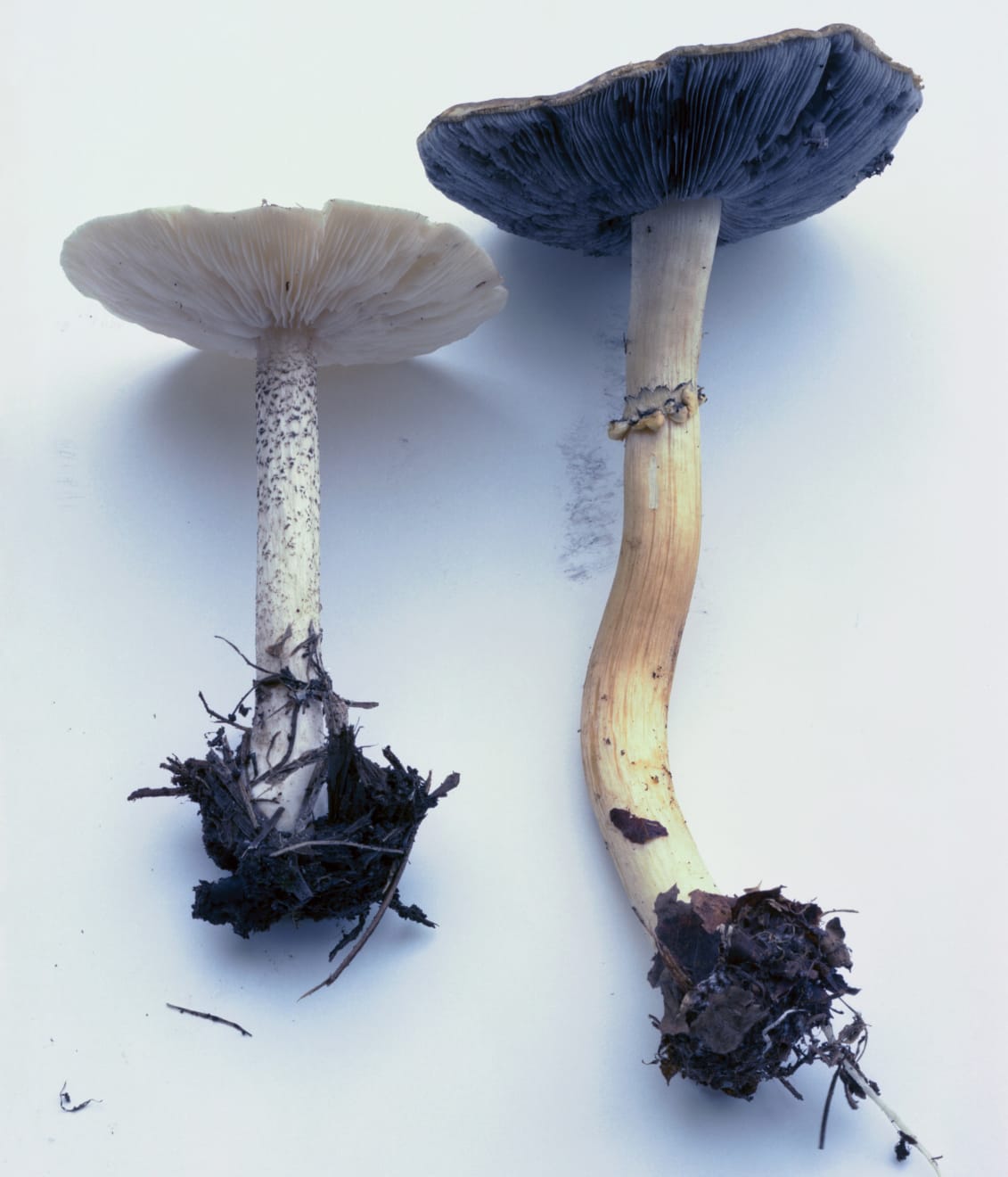 Takashi Homma, Mushroom from the forest #17, 2011