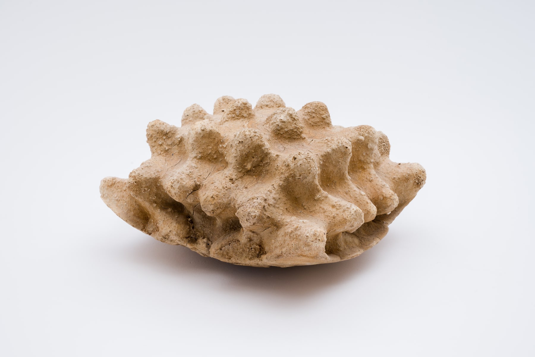 Keita Matsunaga, Cocoon, 2021