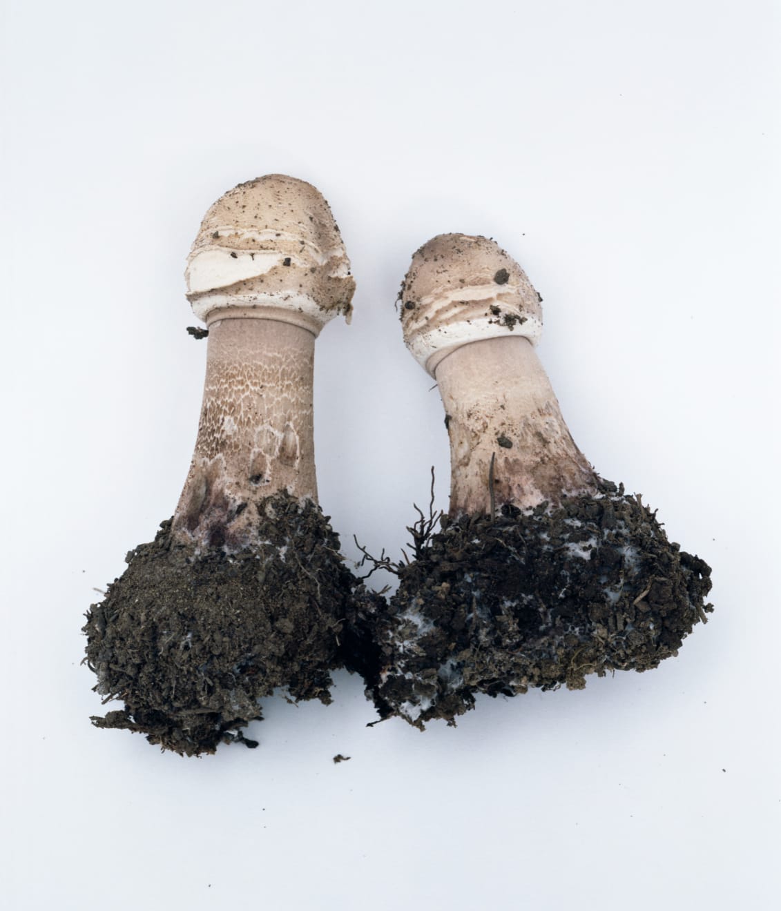 Takashi Homma, Mushroom from the forest #2, 2011