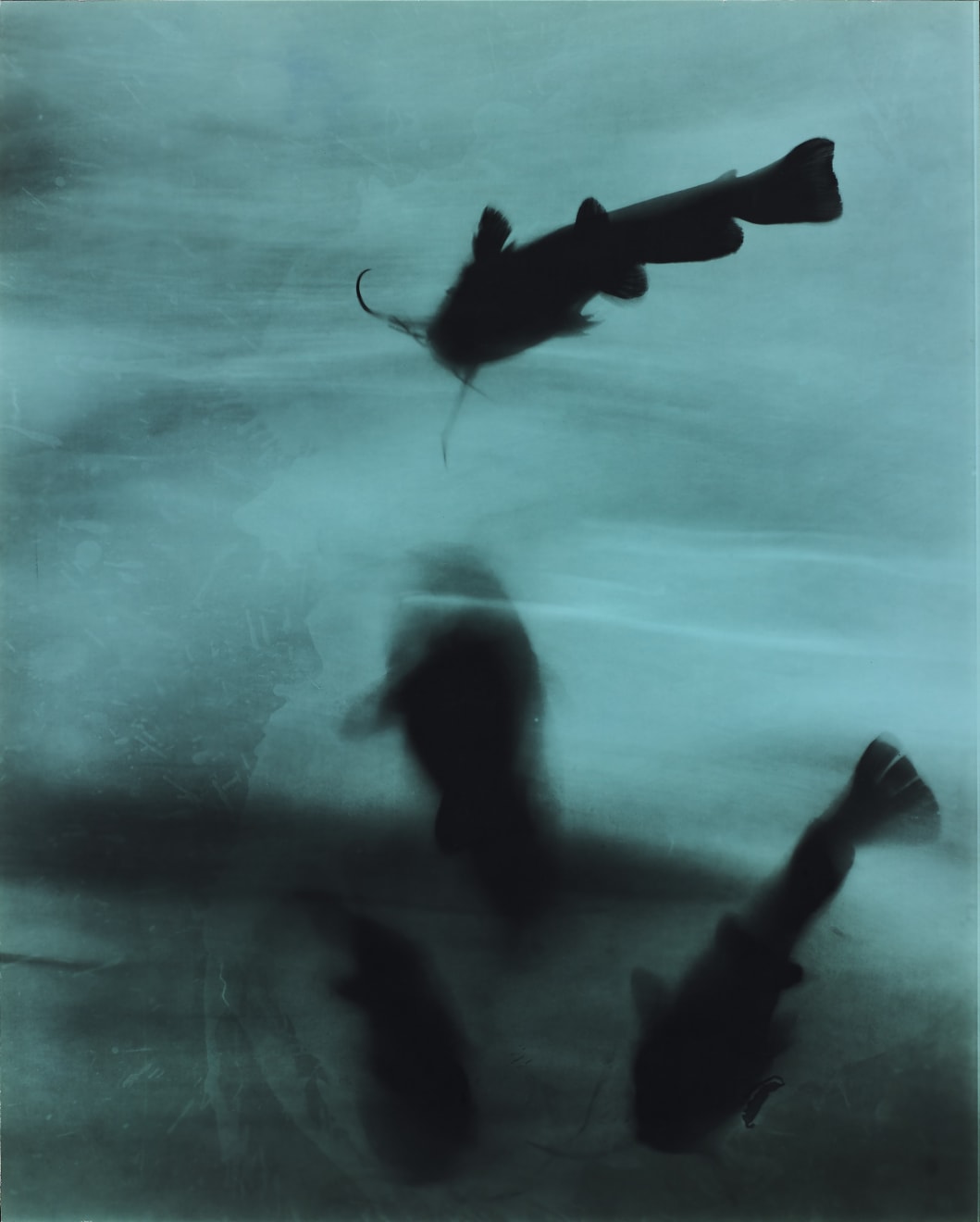 Kunié Sugiura, 4 catfish, 1996