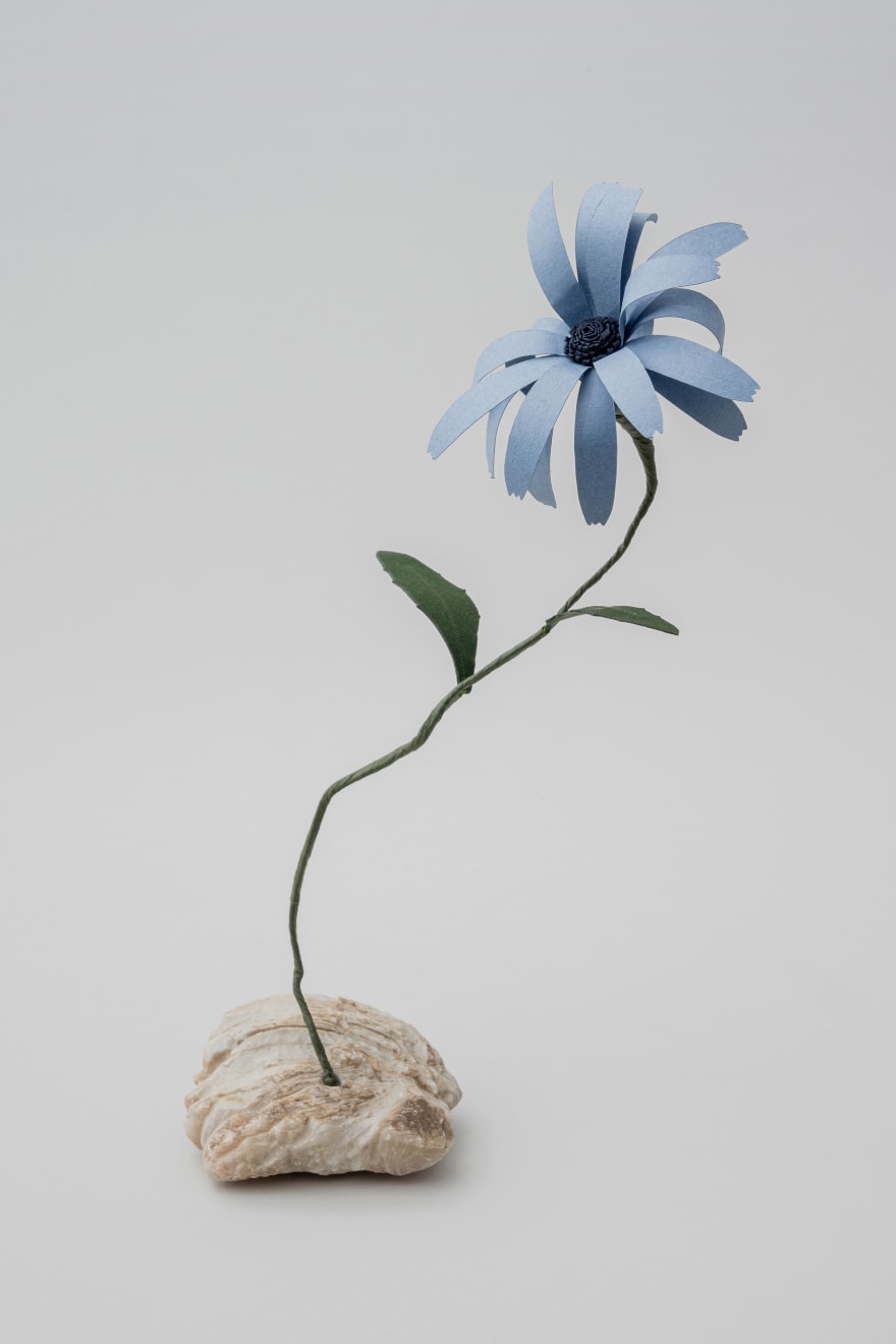 Megumi Shinozaki: edenworks, Osteospermum, 2020