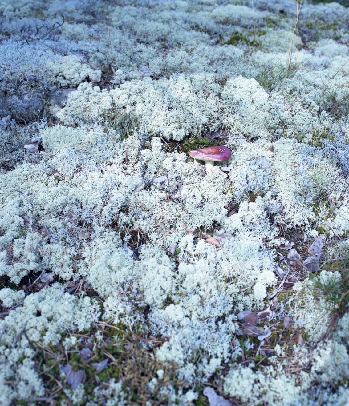 Takashi Homma, Scandinavia #5, 2012