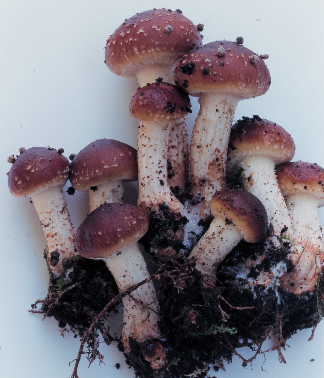 Takashi Homma, Mushroom from the forest #18, 2011