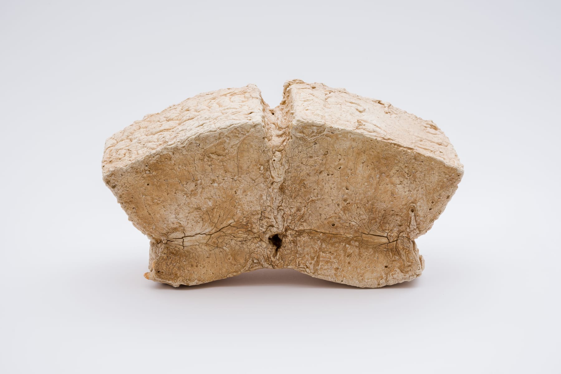 Keita Matsunaga, cocoon, 2021