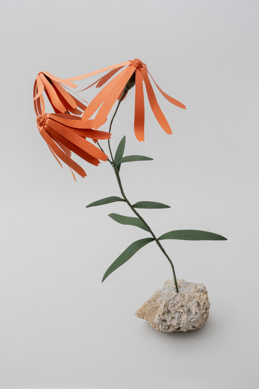 Megumi Shinozaki: edenworks, Senecio Flammeus, 2020
