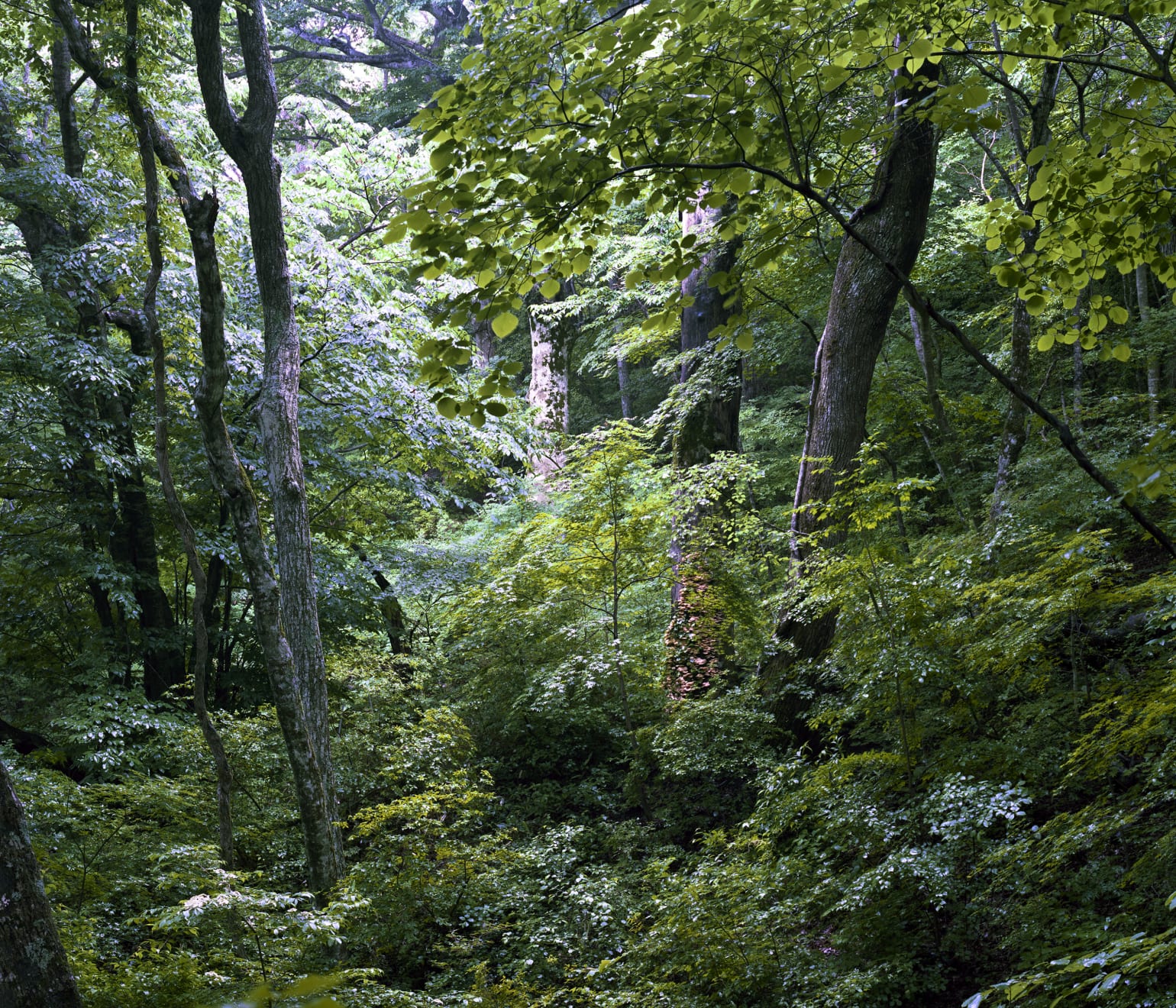 Takashi Homma, Fukushima #1, 2012