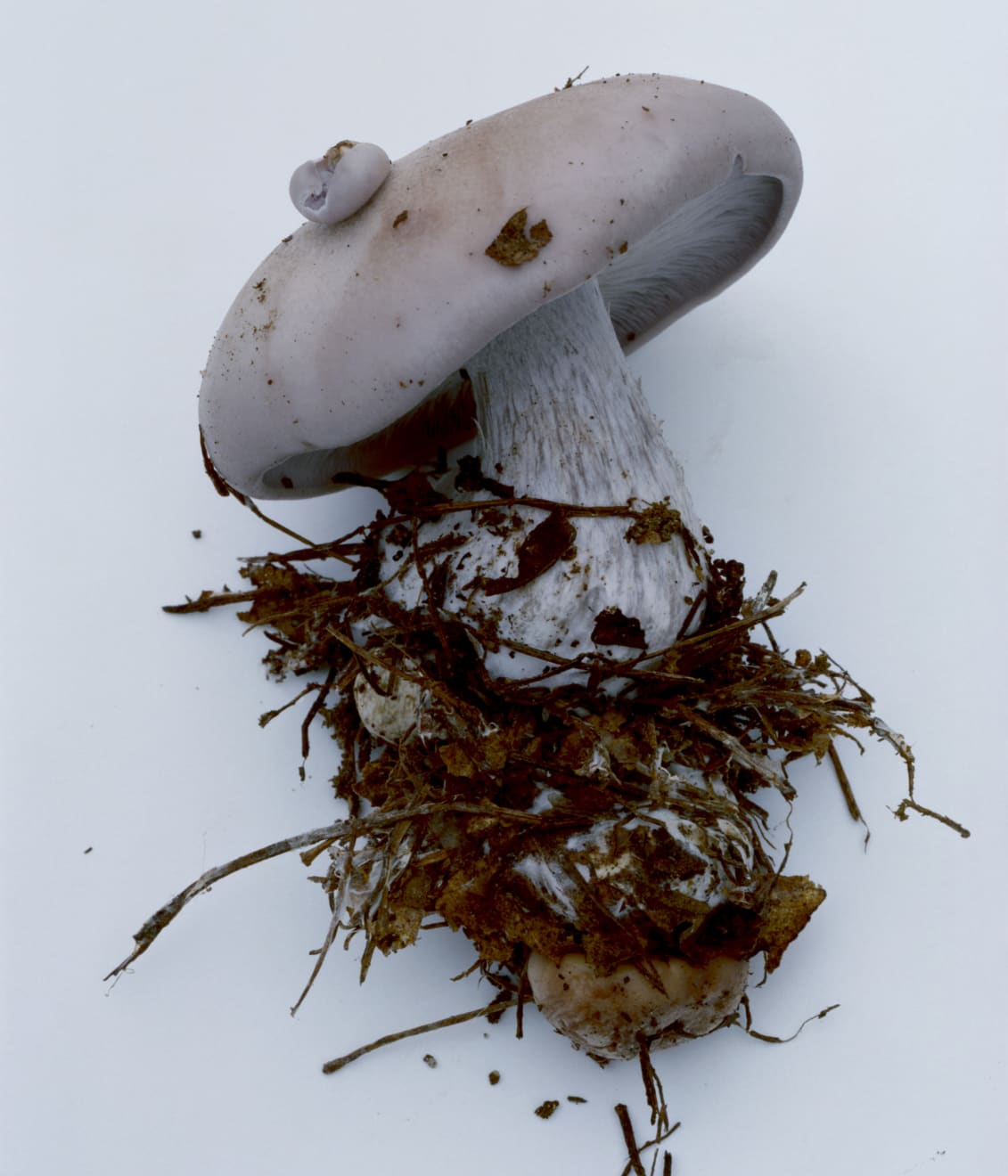 Takashi Homma, Mushroom from the forest #1, 2011