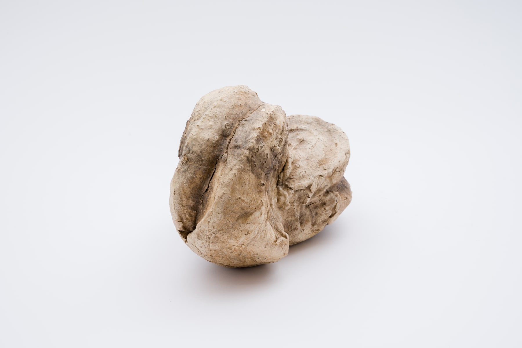 Keita Matsunaga, Cocoon, 2021