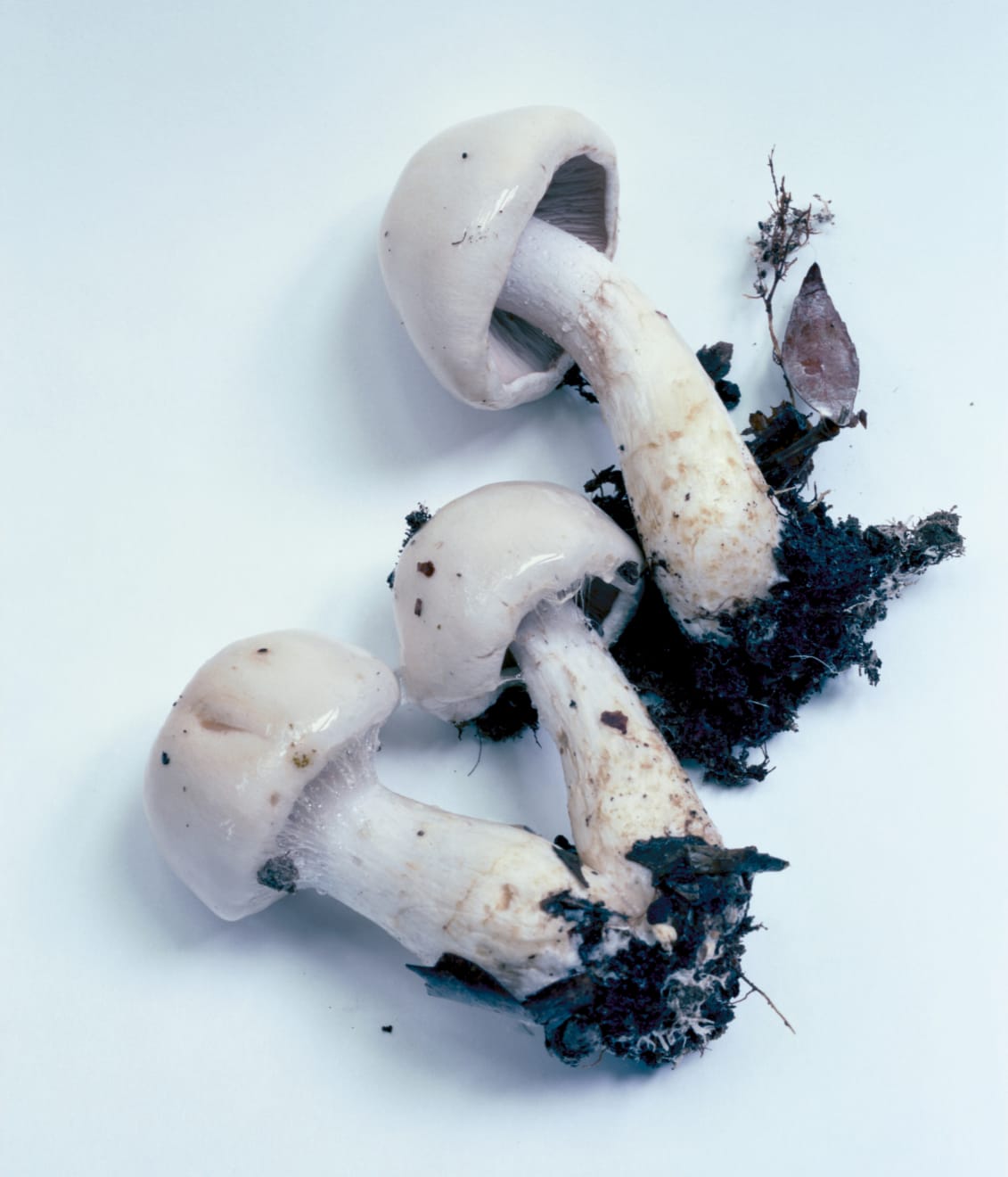 Takashi Homma, Mushroom from the forest #15, 2011