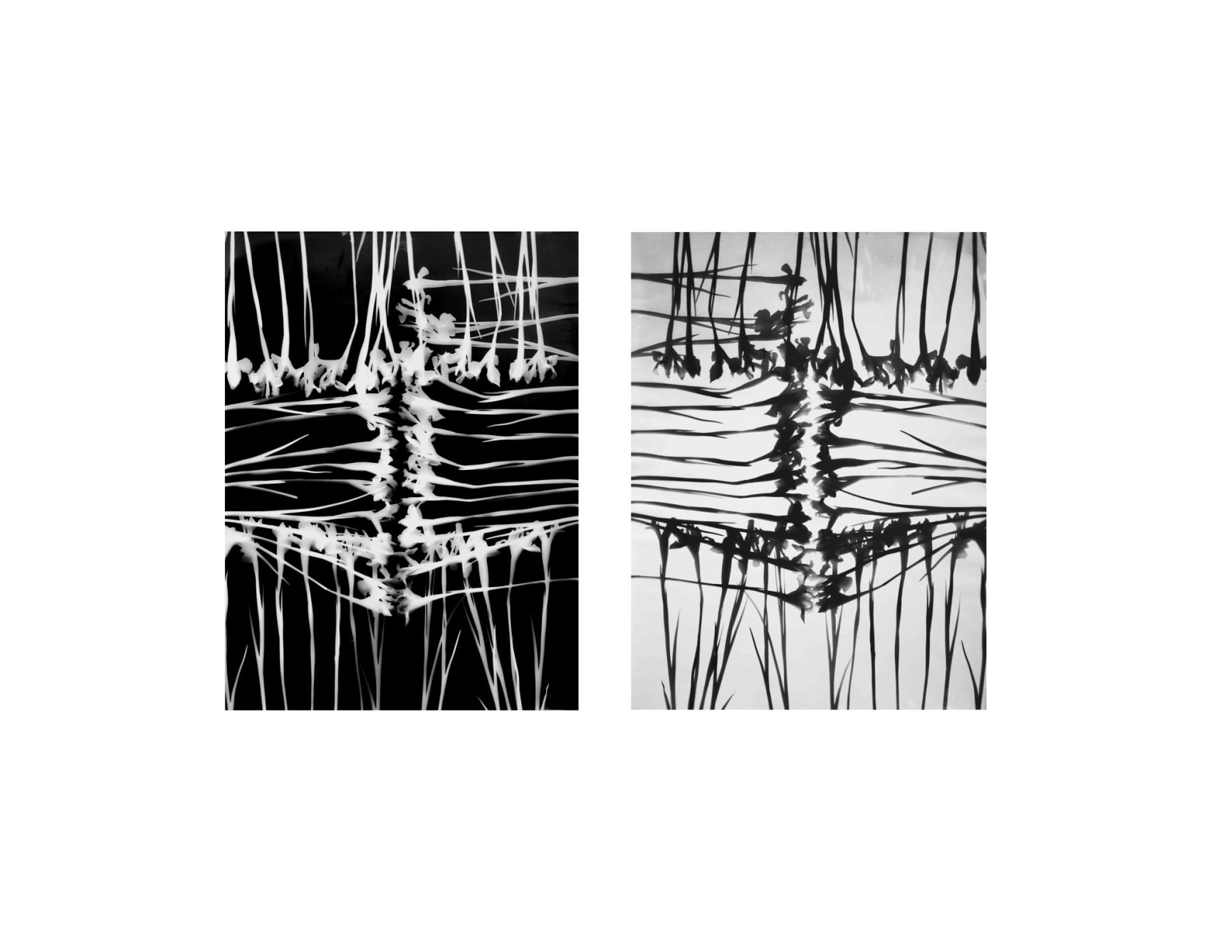 Kunié Sugiura, Stack Irises C7 & Stack Irises C7p, 1999