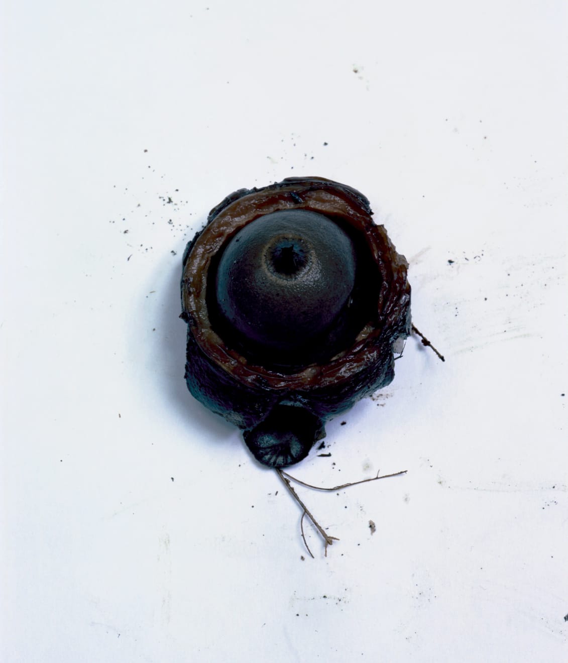 Takashi Homma, Mushroom from the forest #13, 2011