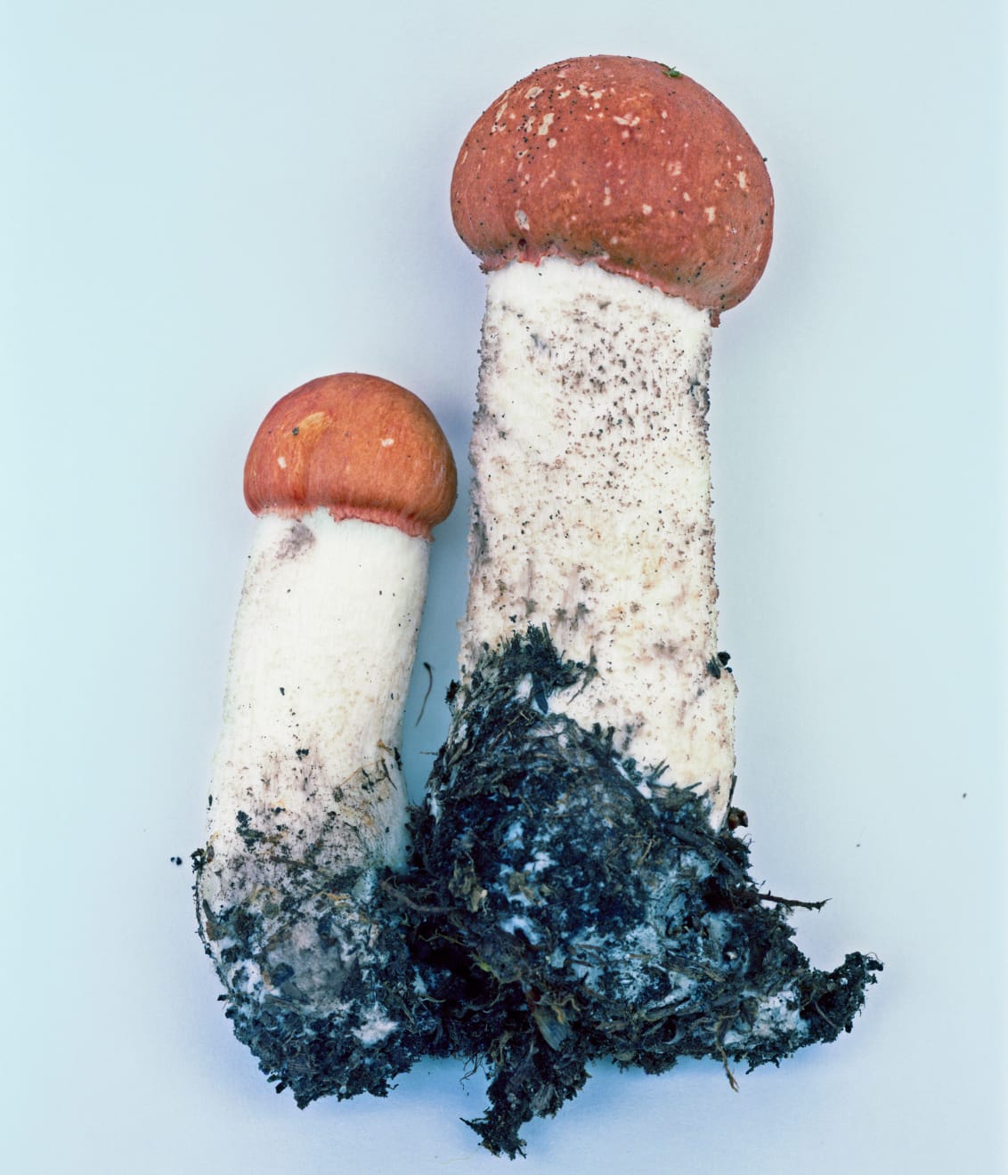 Takashi Homma, Scandinavia #12, 2011