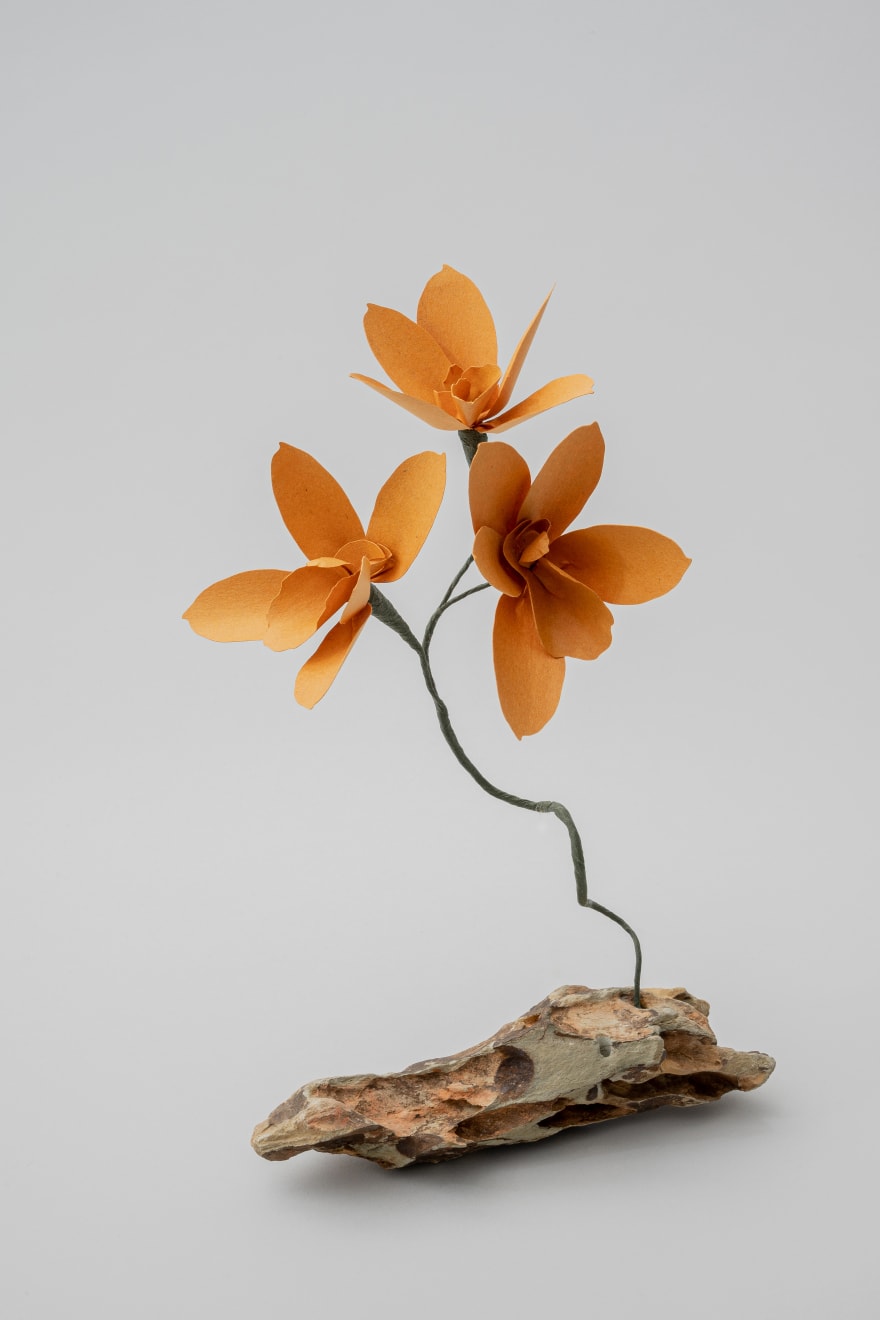 Megumi Shinozaki: edenworks, Cymbidium, 2020