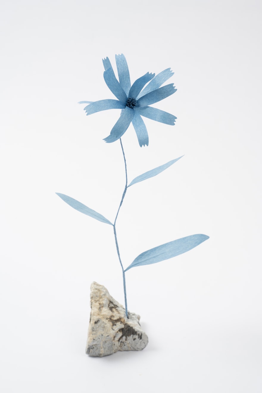 Megumi Shinozaki, Osteospermum, 2023