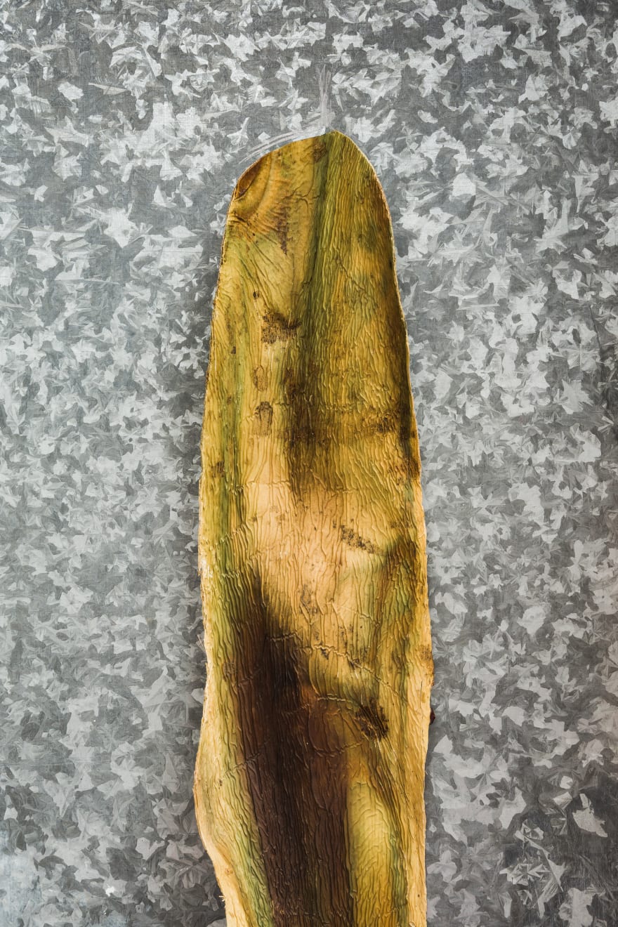 Kenzi Shiokava, Untitled, n.d.