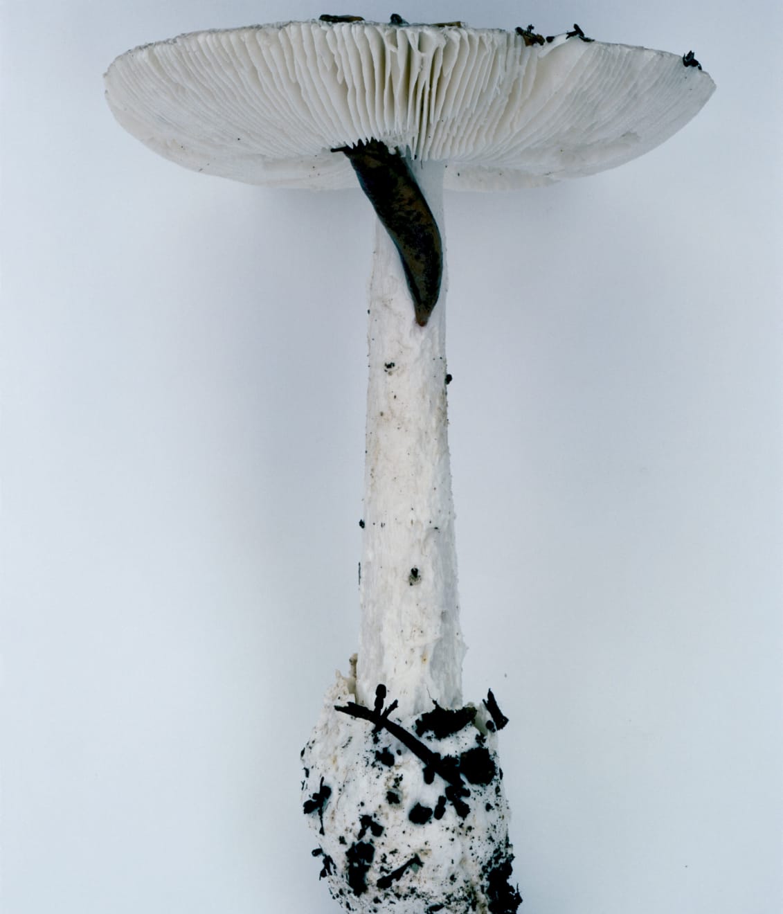 Takashi Homma, Mushroom from the forest #19, 2011