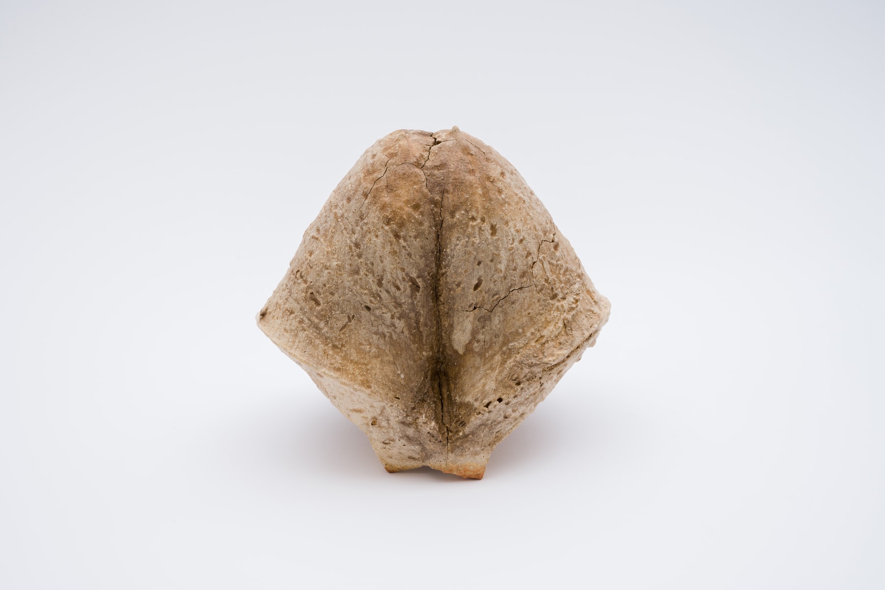 Keita Matsunaga, Cocoon, 2021