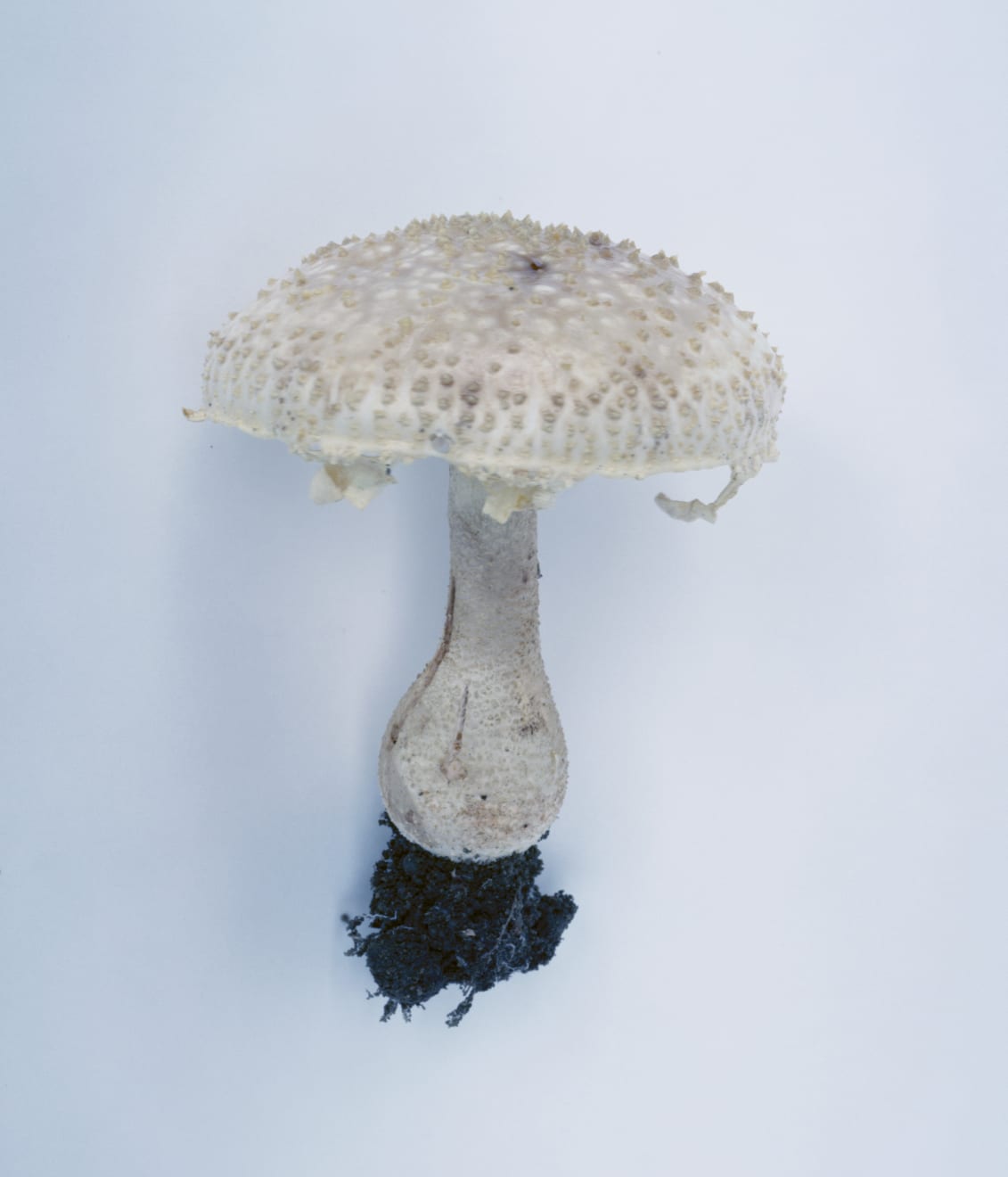 Takashi Homma, Mushroom from the forest #16, 2011
