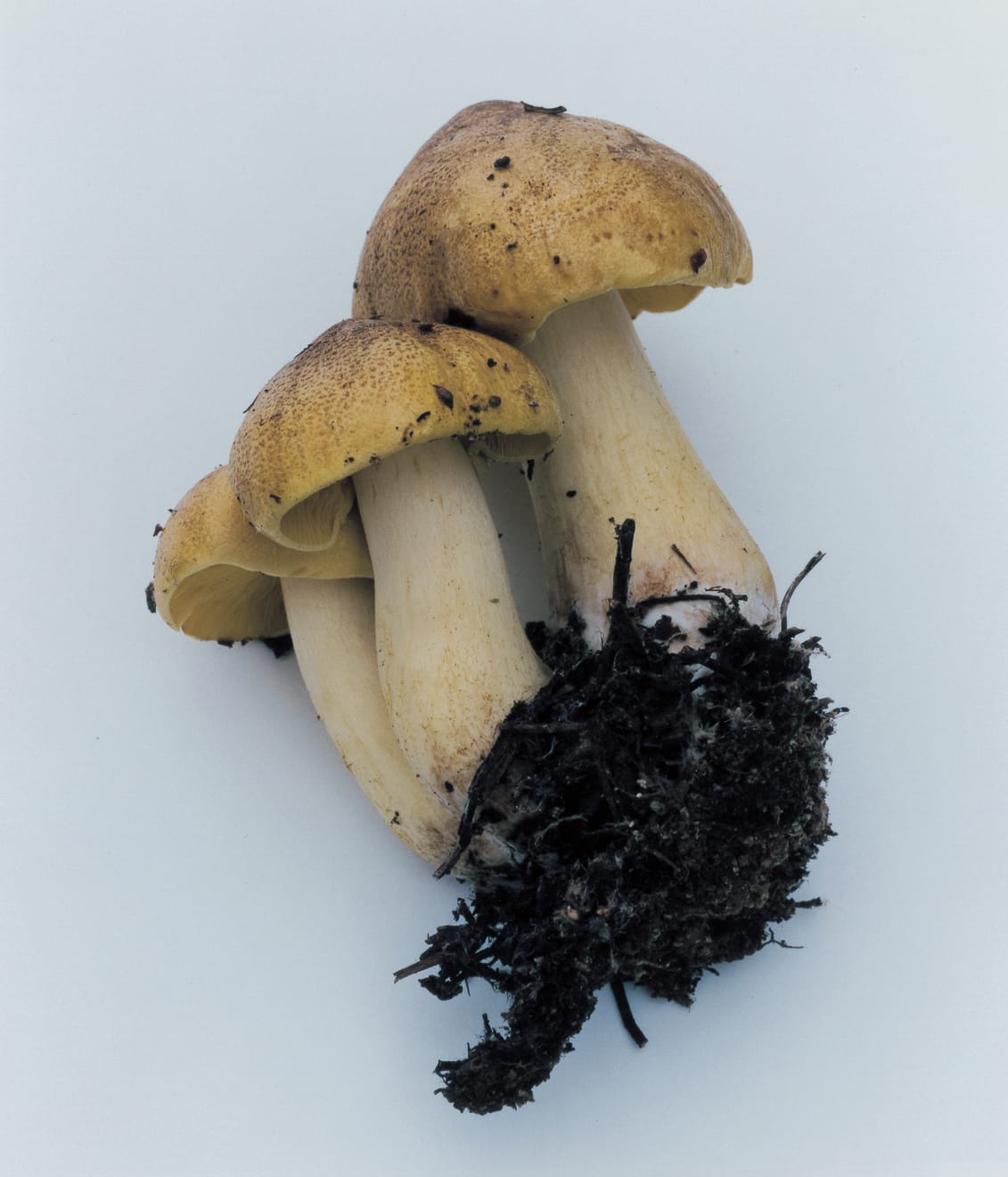 Takashi Homma, Mushroom from the forest #10, 2011