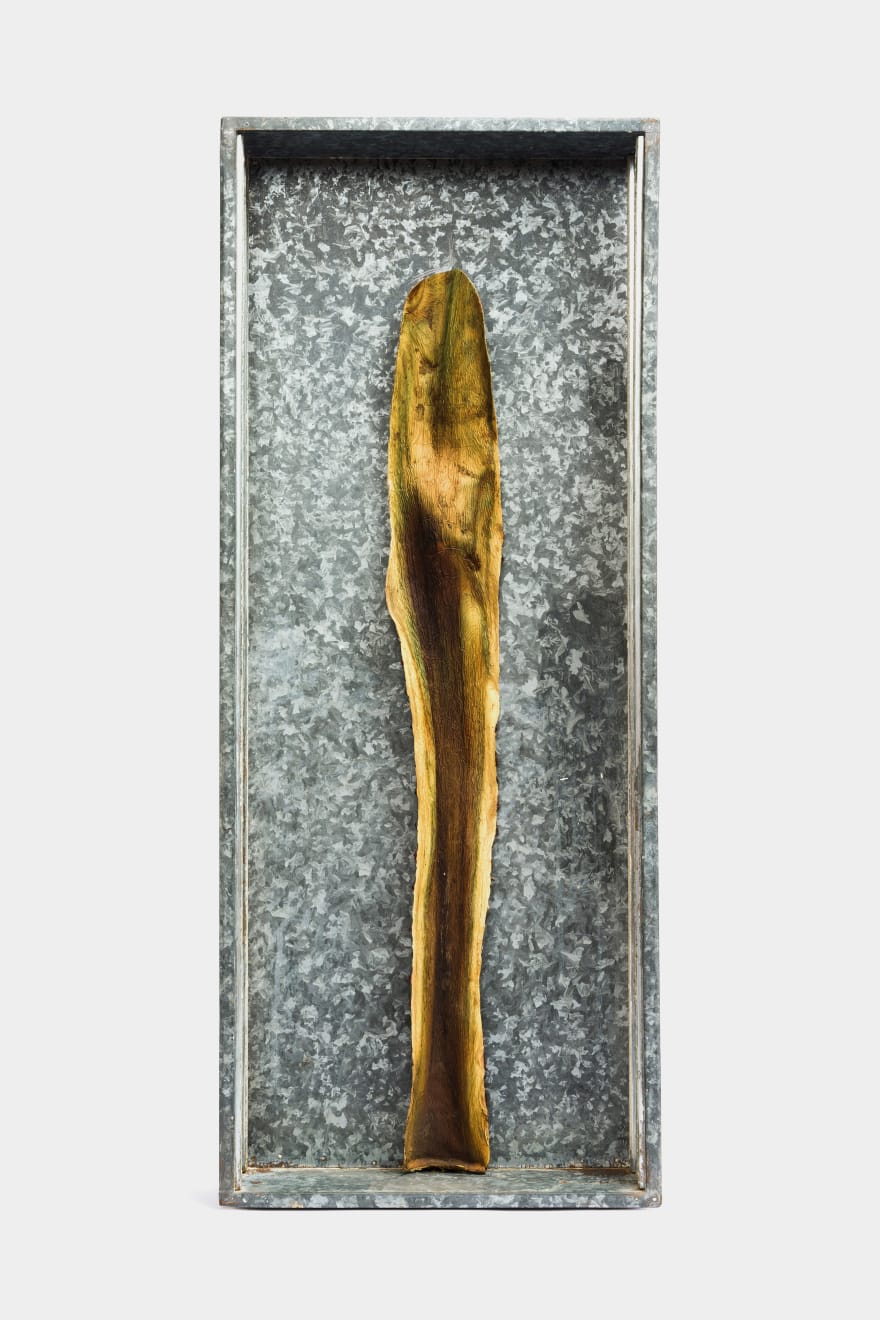 Kenzi Shiokava, Untitled, n.d.
