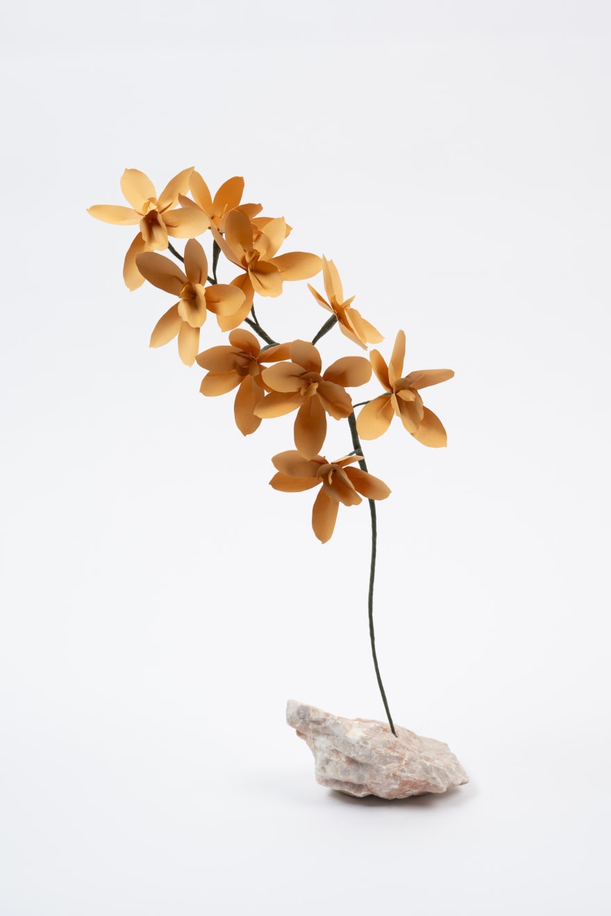 Megumi Shinozaki, Cymbidium, 2023